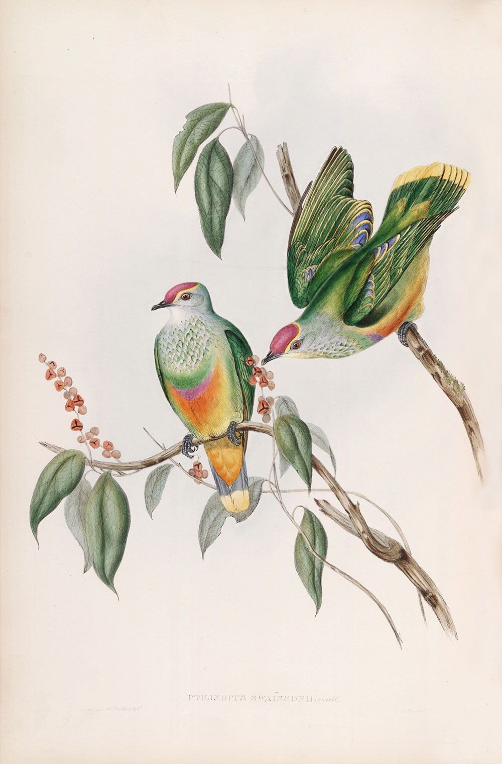 John Gould "Swainson's Fruit Pigeon" (Birds of Australia 1848) — Fine